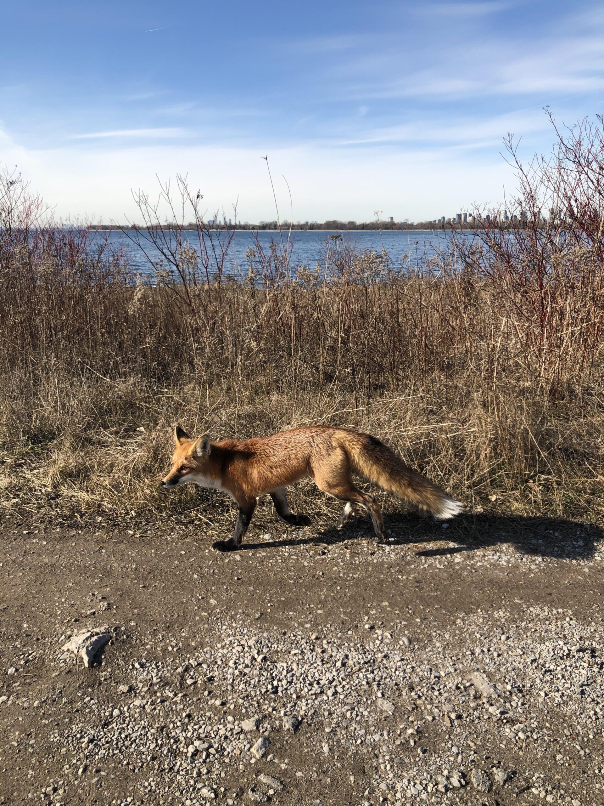 fox on toronto skyline